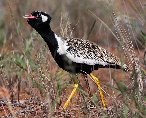 Northern Black Korhaan male